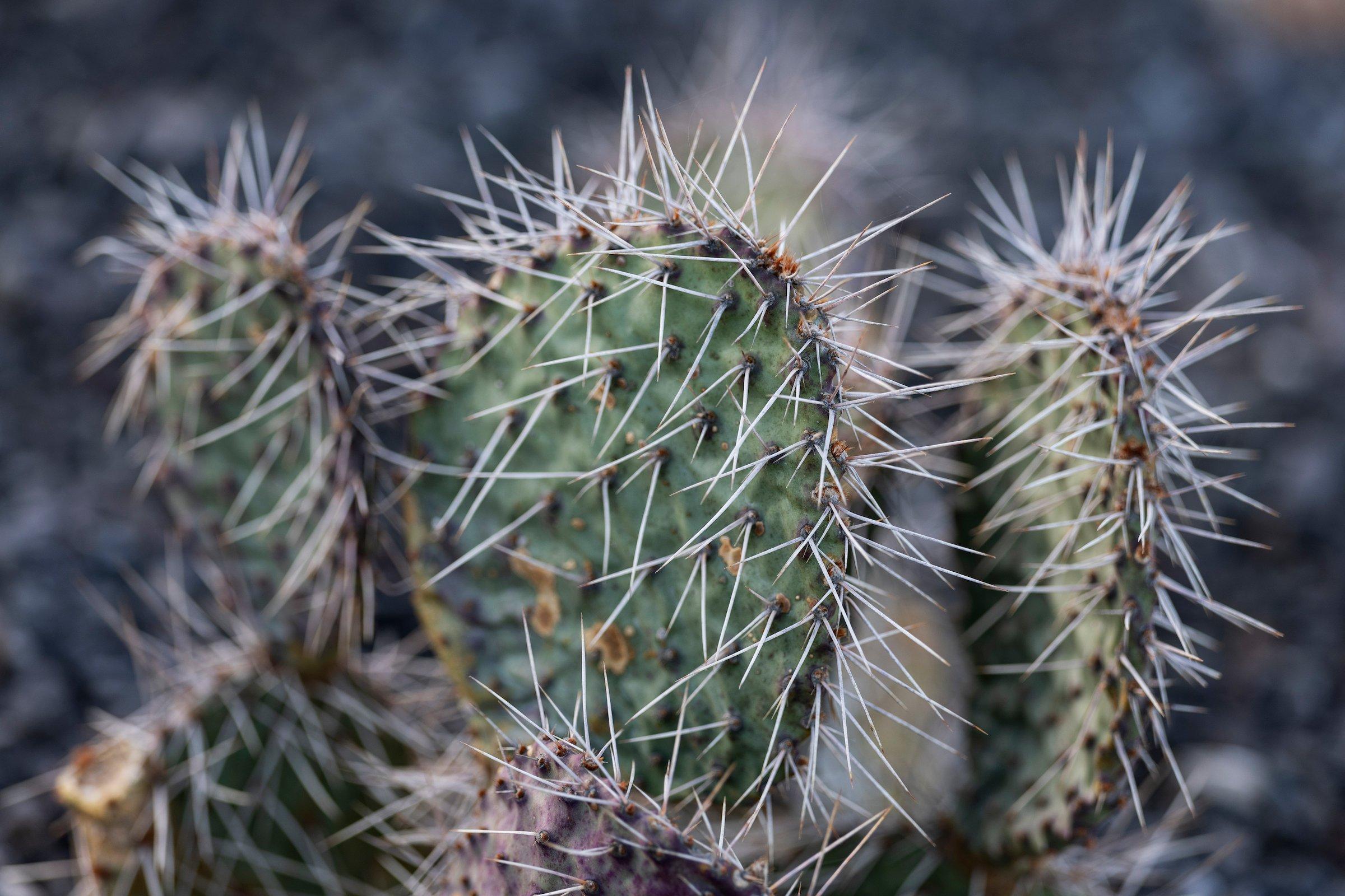 A cactus at Black Desert Resort