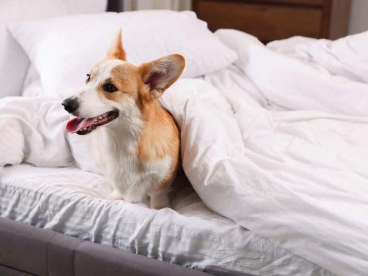 dog in bed