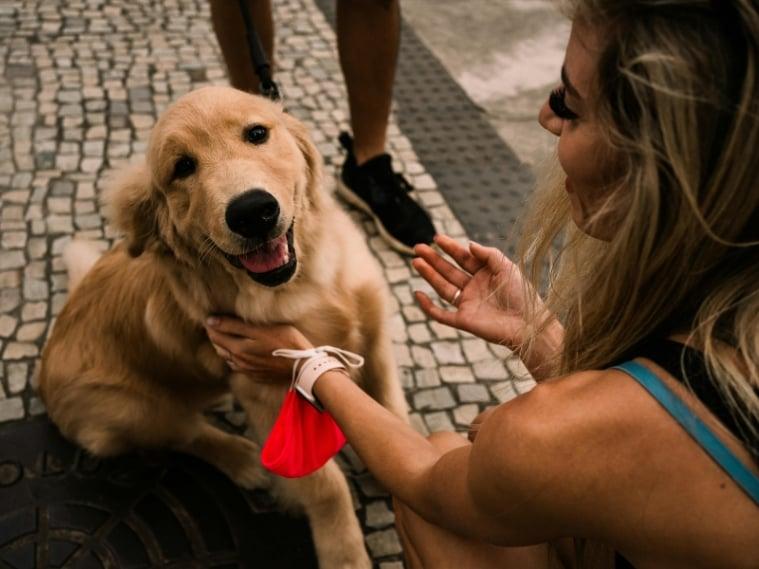 dog being pet
