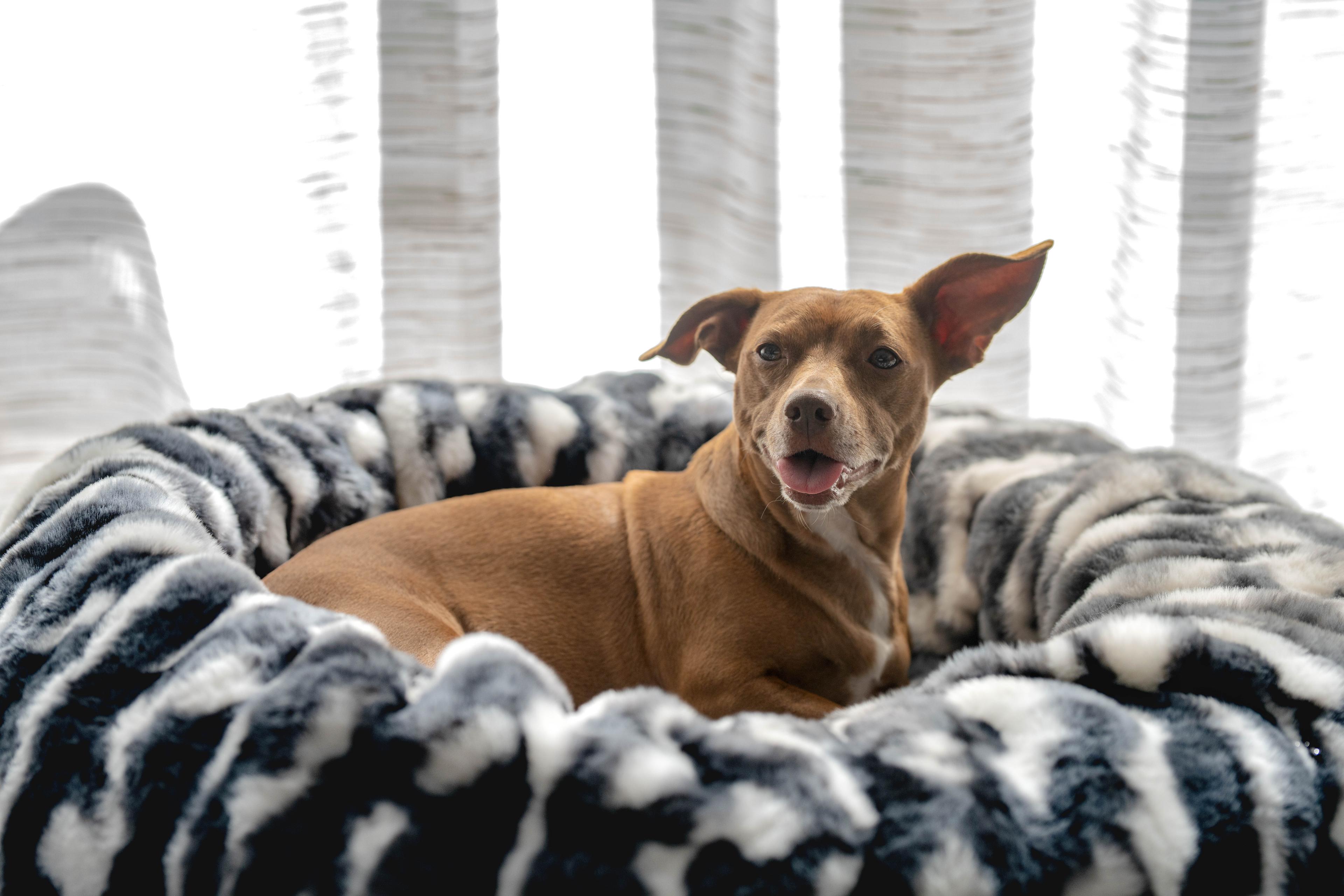 dog in minky bed