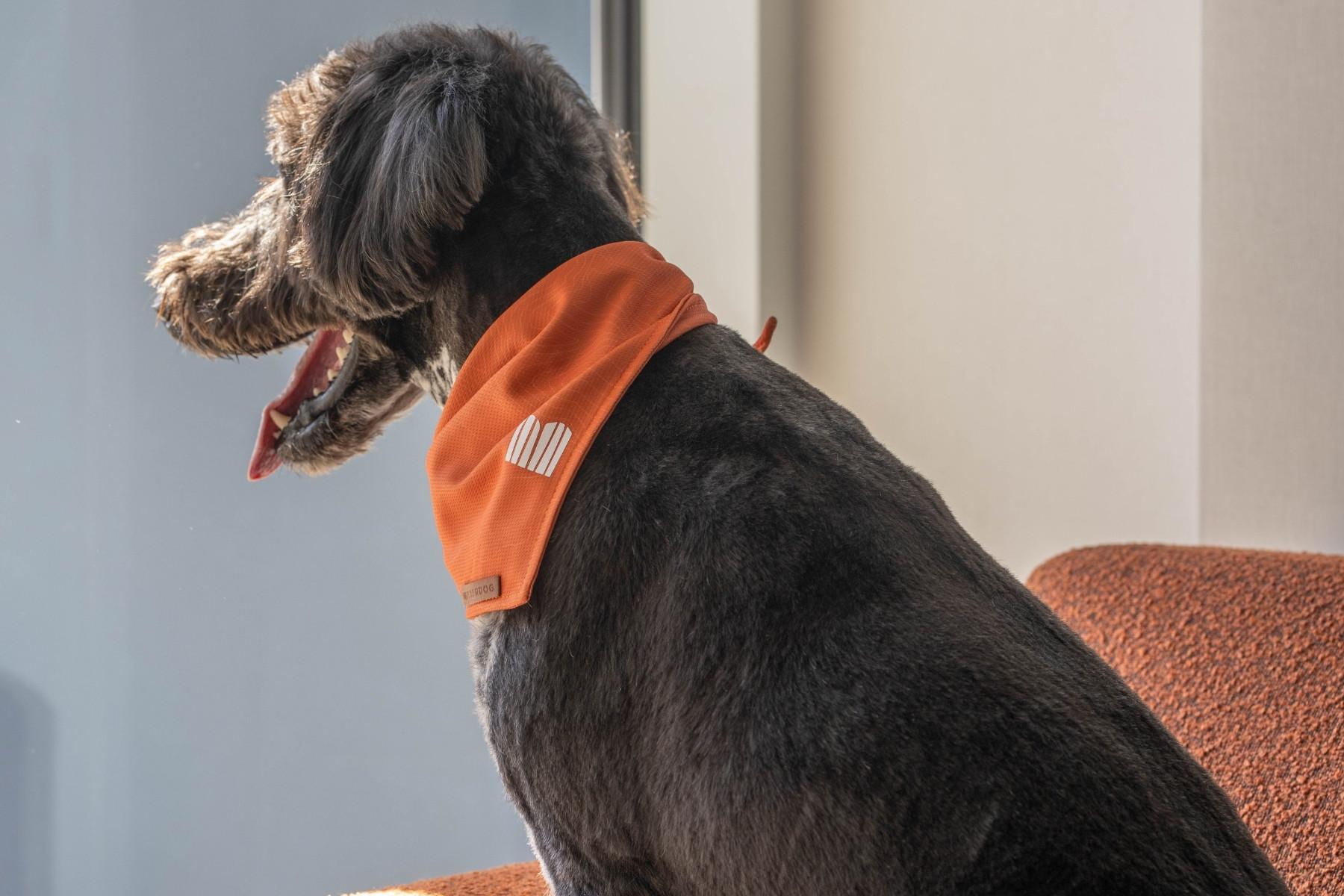 dog with bandana