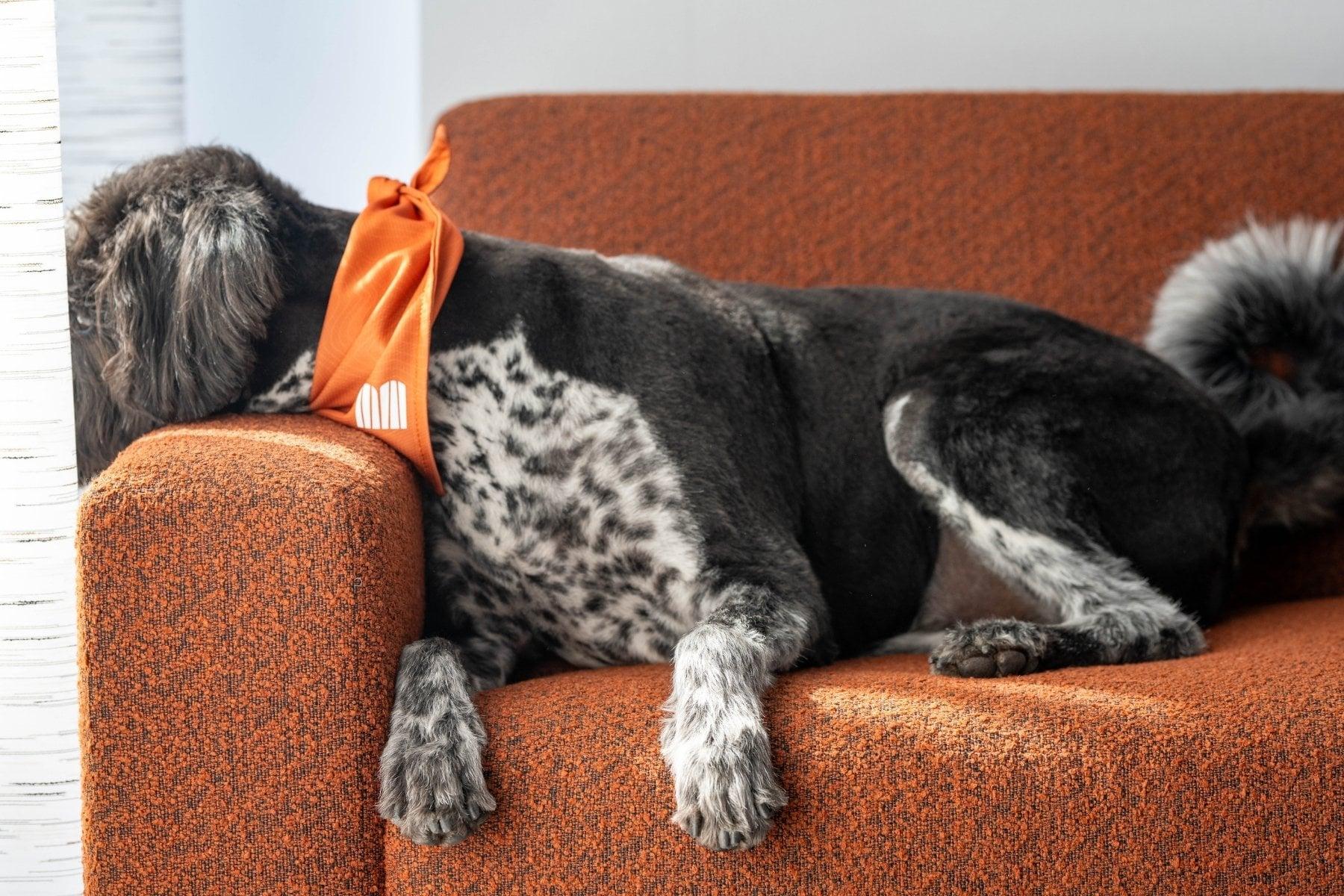 dog with B bandana