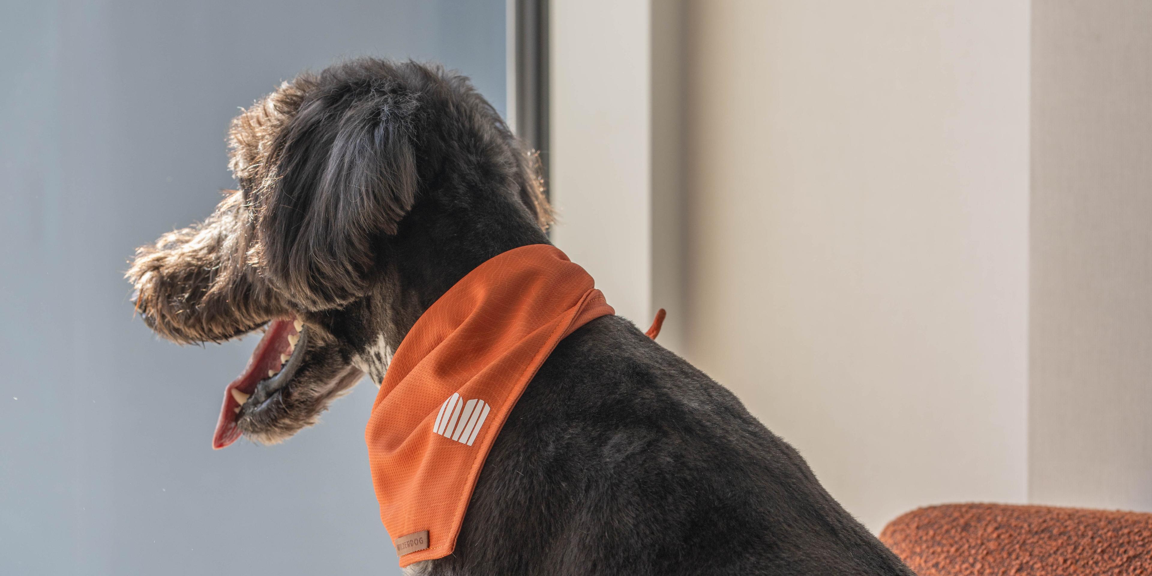 dog with bandana