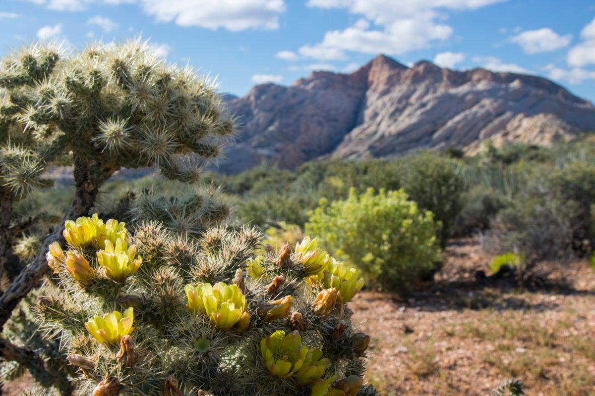 snow canyon