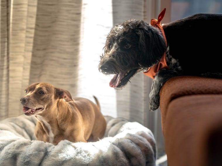 two dogs in room